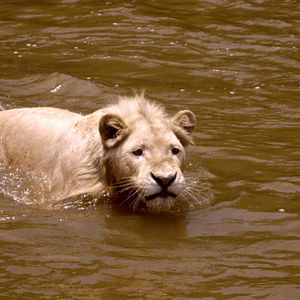 Photo White Lion