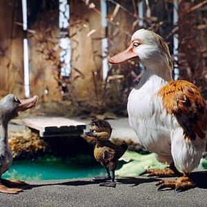 Photo Le Vilain petit canard