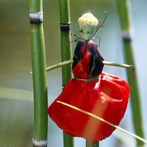 Photo Marie Pérennou