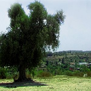 Photo My Land