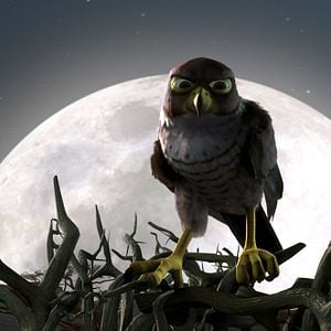 Photo Drôles D'oiseaux