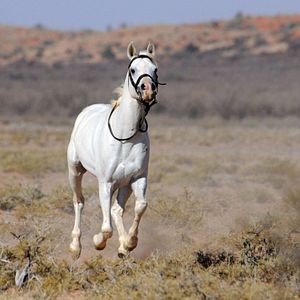 Photo Tornado and the Kalahari Horse Whisperer