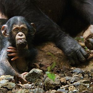Photo Chimpanzés