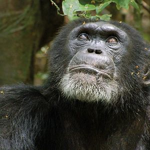 Photo Chimpanzés