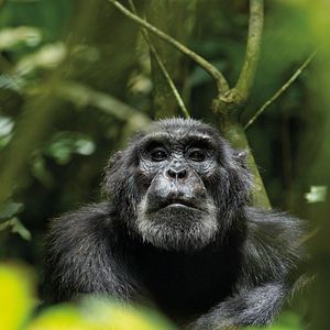 Photo Chimpanzés