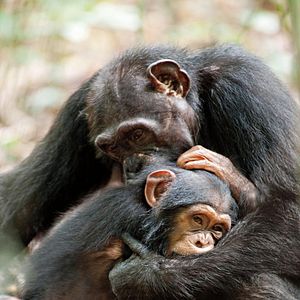 Photo Chimpanzés