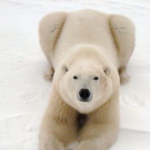 Photo Arctique