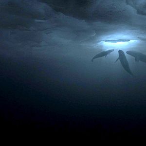 Photo Miracle en Alaska