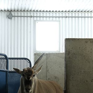 Photo Bestiaire
