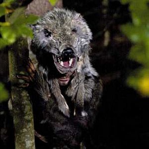 Photo Wolfsfährte