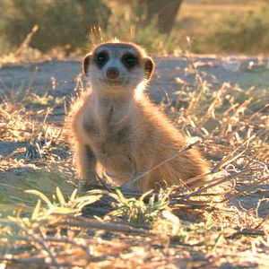 Photo Le Clan des suricates, l'aventure commence