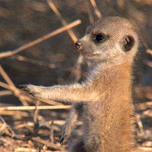 Photo Le Clan des suricates, l'aventure commence