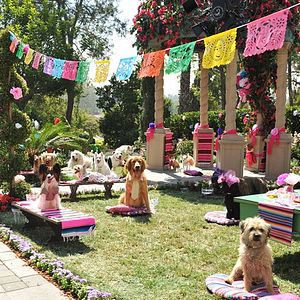 Photo Le Chihuahua de Beverly Hills 3 : Viva La Fiesta !