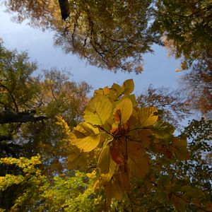 Photo La Planète verte