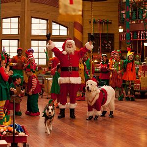 Photo Les Chiots Noël, la relève est arrivée