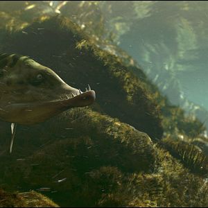 Photo Minuscule - La vallée des fourmis perdues