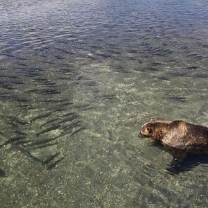 Photo Terre des Ours