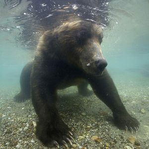 Photo Terre des Ours