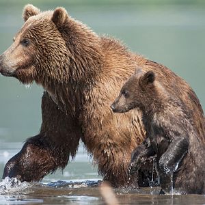 Photo Terre des Ours