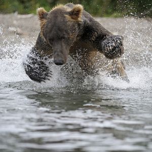Photo Terre des Ours