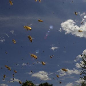 Photo Vanishing of the Bees
