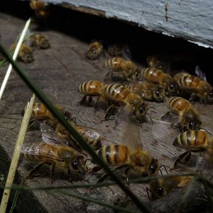 Photo Vanishing of the Bees