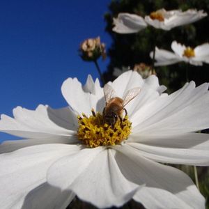 Photo Vanishing of the Bees