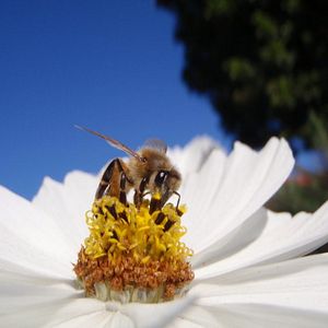 Photo Vanishing of the Bees