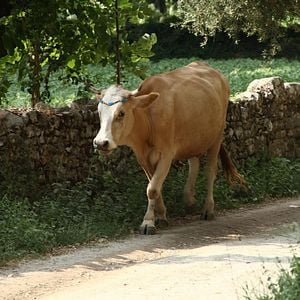 Photo Sürgün Inek