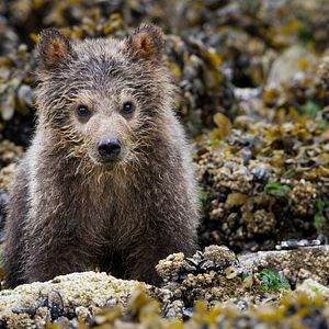 Photo Grizzly