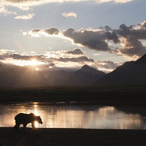 Photo Grizzly