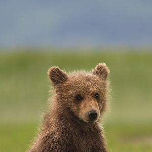 Photo Grizzly