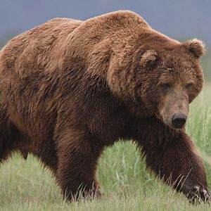 Photo Grizzly