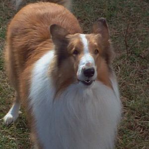 Photo Les Nouvelles aventures de Lassie