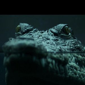 Photo Crocodile