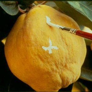 Photo Le Songe de la lumiere