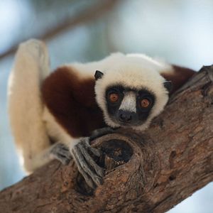 Photo Madagascar, l'île des Lémuriens