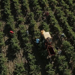 Photo Vendanges