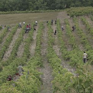 Photo Vendanges