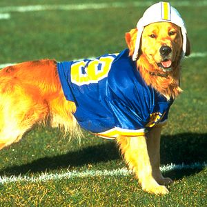 Photo Air Bud 2 : Receveur étoile