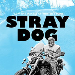 Photo Stray Dog