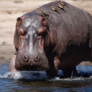 Photo African Safari 3D