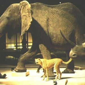 Photo Un animal, des animaux