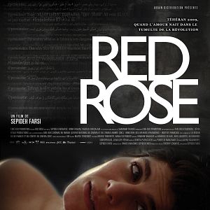 Photo Red Rose