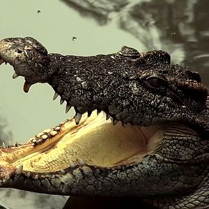 Photo Extinction