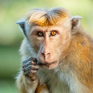 Photo Au Royaume des Singes