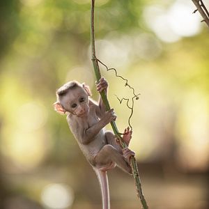 Photo Au Royaume des Singes