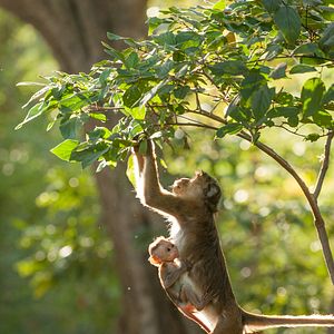 Photo Au Royaume des Singes