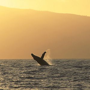 Photo Baleines