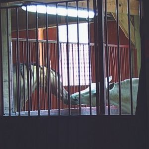 Photo Le Caravage